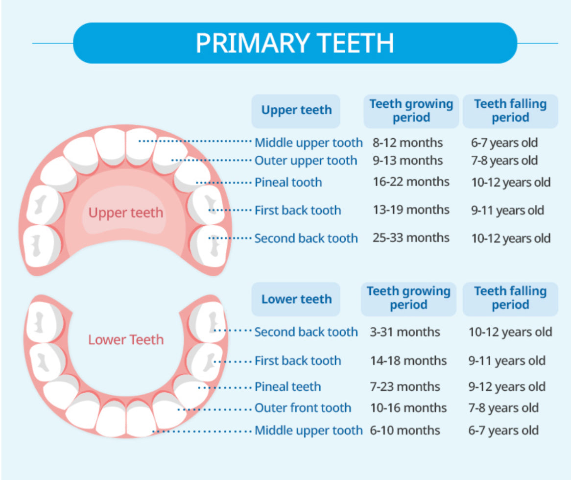 Antibacterial Toddler Toothbrushes (Ages 2-8)