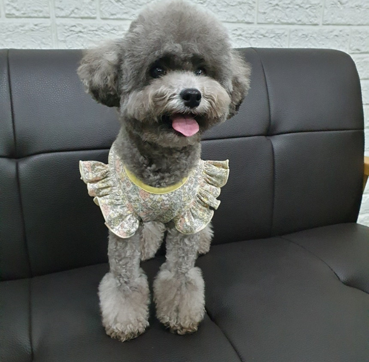 Dog’s Frilled Cotton Shirt