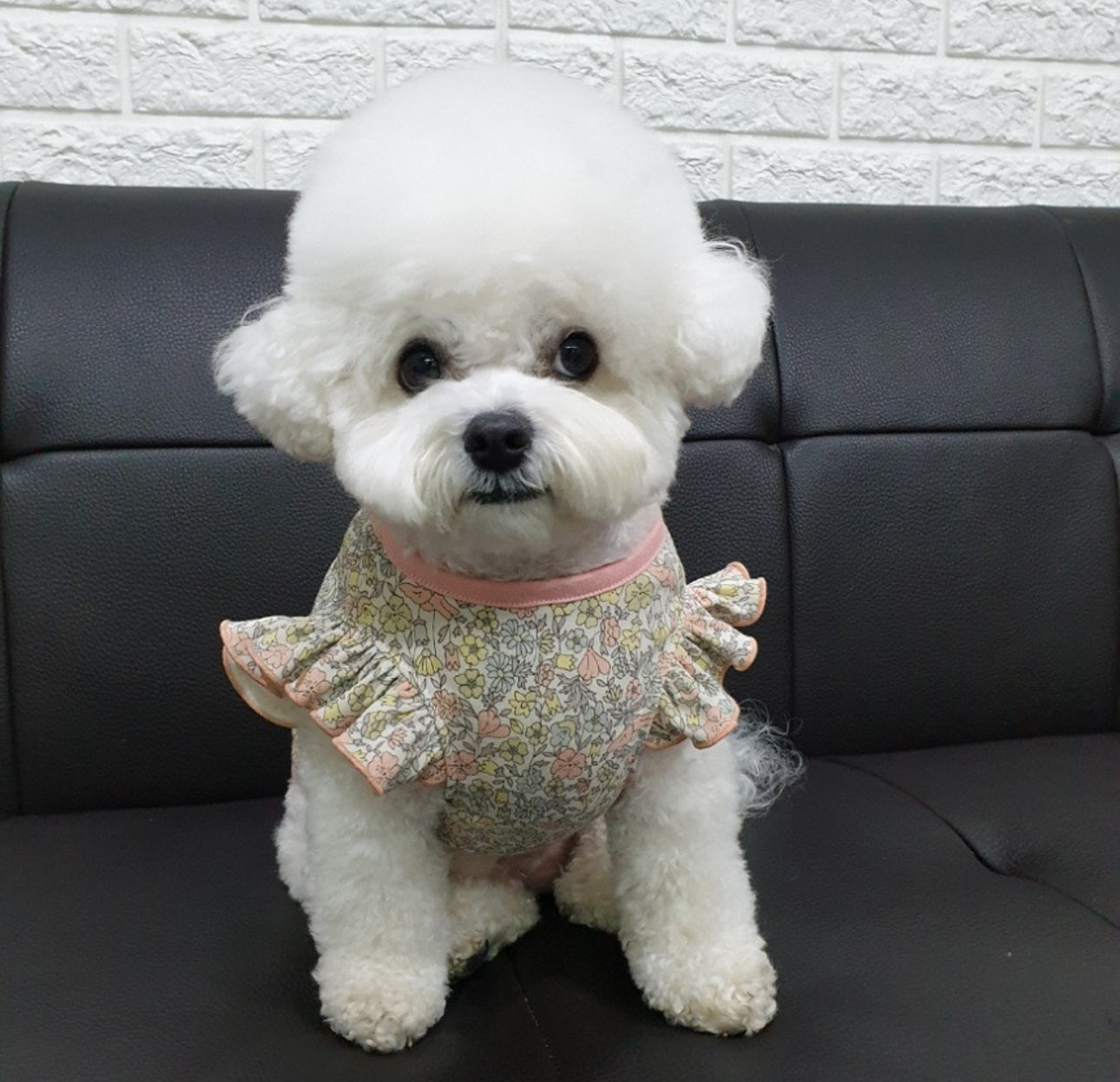 Dog’s Frilled Cotton Shirt